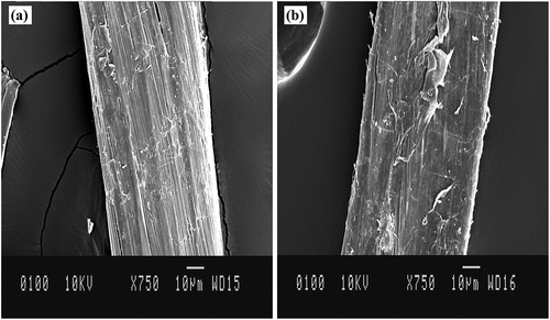 Figure 8. (a) Untreated nettle fiber (b) KOH (6%) treated nettle fiber.