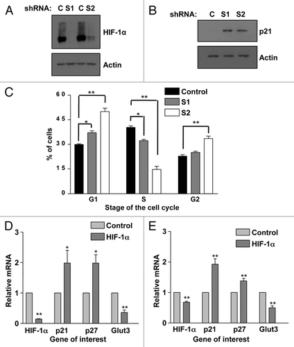 Figure 4 p21 induction and G1 accumulation also occurs in HIF-1α stable knockdowns and non-transformed cells. (A) Two sequences (1 and 2) of shRNA were used to generate U2OS-HIF-1α stable knockdown cells as reported previously in reference Citation61. Confirmation of HIF-1α knockdown in HIF-1α stable cells was performed using western blot analysis. WCL were harvested following 2 h of DFX treatment from non-targeted and HIF-1α stable cell lines. (B) WCLs from U2OS-HIF-1α stable knockdown cell lines were analyzed by western blot using the specific antibodies indicated. (C) U2OS-HIF-1α stable knockdown were harvested for cell cycle analysis using propidium iodide staining protocol. Student's t-tests (two tailed) were performed and p-values calculated. *p ≤ 0.05 and **p ≤ 0.01. (D) MCF10A cells and (E) HFF cells were transfected with non-targeted or HIF-1α siRNA oligonucleotides prior to mRNA extraction. HIF-1α, p21, p27, SP1 and GLUT3 mRNA were analyzed using quantitative PCR. Graphs depict mRNA levels normalized to actin. Student's t-tests (two tailed) were performed and p-values calculated. *p ≤ 0.05 and **p ≤ 0.01. Data refers to a minimum of three independent experiments.