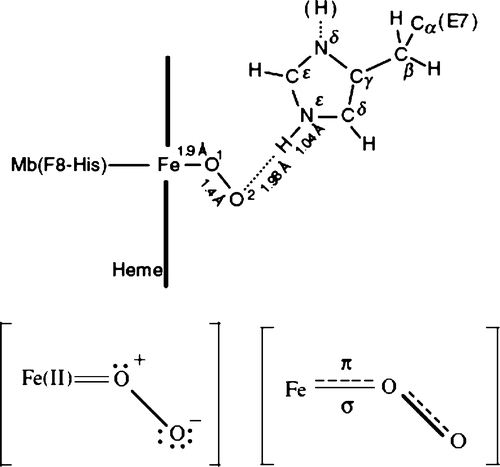 Figure 2. A detailed edge view geometry of the FeO2 bond in the myoglobin molecule in the top row. The bound dioxygen is bent, held end-on and forms a hydrogen bond to the distal (E7) histidine at position 64, with the angles of +Fe–O–O = 115° and angle between O–O–H = 96°. A simplified molecular orbital (MO) representation of the FeO2 molecule is shown at the bottom. Modified from reference with permission Citation7.
