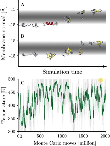 Figure Supplementory.  Two spontaneous translocation events occurred for the WALP peptide during the surface bound simulations. In both cases translocation occurred at high temperatures (487–500 K), taking less than 106 MC steps. Panel A: The 362 K starting simulation. Panel B: The 461 K starting simulations. Both intermediary conformers contained large amounts of beta-structure and no helical content. Panel C: Simulation temperature (green = running average over 100 frames) of the 362 K starting simulation, the translocation event is indicated by a circle (at MC step 1.89×109).