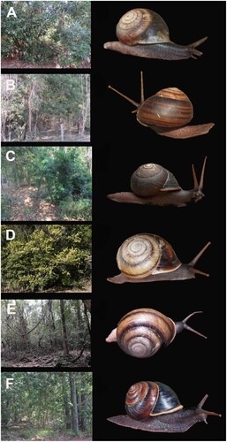 Figure 39. Habitat and live snails. A, Coastal vine thicket, Boyne Id, SEQ, habitat of Figuladra lessoni; B, Vine thicket on sand, Eurimbula NP, SEQ, habitat of F. robertirwini sp. nov.; C, Vine thicket, The Hummock, Bundaberg, SEQ, habitat of F. vidulus sp. nov.; D, Vine thicket, Mt Perry, SEQ, habitat of F. reducta; E, Microphyll vine forest, Mt Mudlo, SEQ, habitat of F. bayensis; F, Coastal vine thicket, Urangan, SEQ, habitat of Figuladra bromileyorum sp. nov.