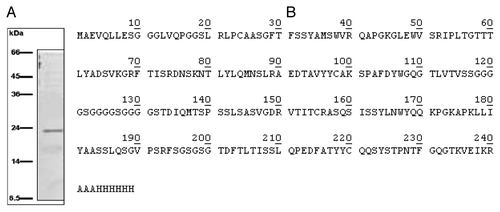 Figure 2. (A) SDS-PAGE of the eluate from HiTrapTM column: a single ~24 kDa protein was detectable; (B) Primary structure of the catalytic scFv as confirmed by MALDI TOF analysis and deposited in GenBank database under the accession number KF914159.