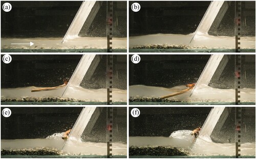 Figure 5 LW accumulation and sediment deposition at the inclined bar screen for increasing Vs,rel: (a) prior to LW addition, (b) Vs,rel=0.085, (c) Vs,rel=0.22 and (d) Vs,rel=0.44, (e) Vs,rel=0.67 and (f) Vs,rel=0.89 (test 6)
