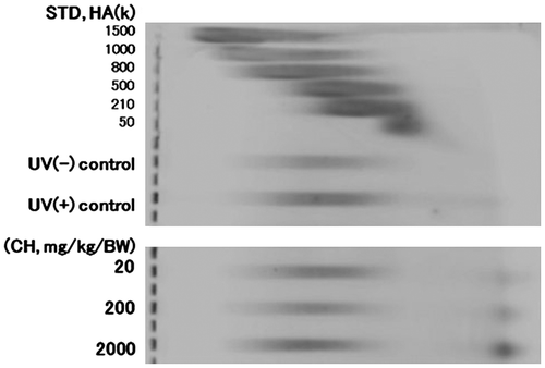 Fig. 2. Agarose gel electrophoretic pattern of hyaluronic acid (HA) from hairless mouse dorsal skin after repeated UV irradiation.