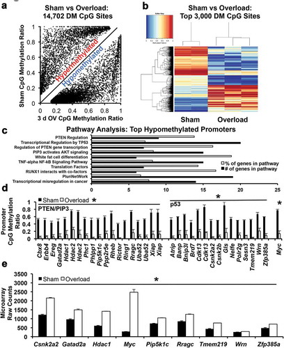 Figure 2. Myonuclear CpG methylation analysis (a) Scatterplot showing all differentially methylated (DM) sites in sham versus 3-d overloaded mice (b) Heatmap showing marked differences in global myonuclear methylation between sham (n = 2) and 3-d overloaded plantaris muscles (n = 3, p < 0.05); blue is hypomethylated and red is hypermethylated (c) Pathway analysis of hypomethylated promoters after 3 d of overload, organized in ascending p-value order from top to bottom (all p < 0.05, top 10 pathways) (d) Promoter CpG methylation levels of genes found in PTEN, PIP3, and p53 pathways, *p < 0.05. Note: Hdac2, Xiap, Uba52, and Cdk13 had two distinct methylation sites (e) Elevated expression of genes in 3-d overloaded C57BL/6J mice that relates to myonuclear CpG methylation of genes in the PTEN, PIP3, and p53 pathways, *p < 0.05