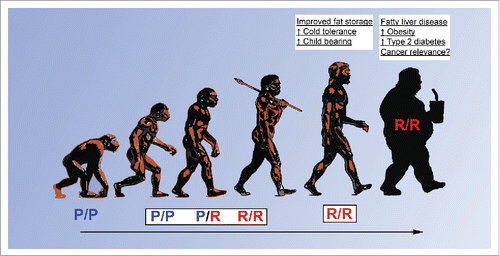 Figure 1. Potential role for TP53 polymorphisms in human evolution. Proline at amino acid 72 (P72) of p53 is the ancestral variant and this form is found exclusively in primates. During the emergence of prehistoric humans, the arginine 72 form (R72) evolved from P72 and may have provided increased fat accumulation, which not only improved survival but also offered benefits such as enhanced cold tolerance and fertility. These benefits are diminished in the modern era due to industrialization and abundance of food sources, resulting in increased susceptibility to metabolic diseases such as obesity and type 2 diabetes.