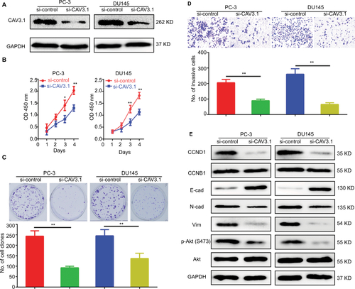 Figure S1 Specific small interfering RNA targeting CAV3.1 (siCAV3.1) also showed inhibitory effects on proliferation and invasion of PCa cells.Notes: (A) CAV3.1 knockdown was achieved by transfecting siCAV3.1 into PC-3 and DU145 cells. siCAV3.1 mediated CAV3.1 knockdown also shows significant inhibitory effects on PC-3 and DU145 cell proliferation, indicated by decreased OD 450 nm value (B) and less clone number (C), and invasion ability, demonstrating by less invasive cell (D). (E) siCAV3.1 mediated CAV3.1 knockdown also led to similar effects on levels of proteins involving cell cycle transition, EMT and Akt activity. *P<0.05, **P<0.01. Magnification ×100.Abbreviations: E-cad, E-cadherin; EMT, epithelial–mesenchymal transition; GAPDH, glyceraldehyde-3-phosphate dehydrogenase; N-cad, N-cadherin; PCa, prostate cancer.