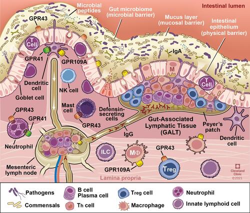 Figure 3 Interaction of the gut microbiota with components of intestinal innate and adaptive immunity. Intestinal immune cells including dendritic and mast cells, neutrophils, B and T lymphocytes are depicted in representative locations within gastrointestinal mucosa. G-protein coupled receptors in which butyrate serves as a ligand are present on major immune cells and function as key link for butyrate mediated modulation of immune function. Reprinted with permission, Cleveland Clinic Center for Medical Art & Photography ©2021. All Rights Reserved.Citation163