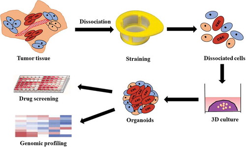 Figure 1. Preparation patient tumor tissue-derived organoids.After the tumor specimen is collected, washed in cold phosphate buffer saline, they are minced on ice by a sterilized scissor and collected in a 15 mL tube. Later, they are mechanically and enzymatically digested. Subsequently, the cell suspension passes through a cell strainer to obtain single-cell suspension which is then centrifuged, washed and seeded in Matrigel to form organoids. After several passaging, the organoids can be used for the analysis of drug resistance and sensitivity as well as genomic profiling.