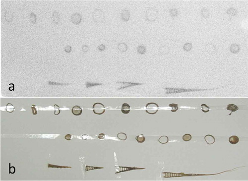 Figure 5 (a) Autoradiograph of sequential cross sections of nodal and internodal parts of a bamboo shoot in 2012. The top several nodes were sliced longitudinally into four pieces. Nodal parts accumulated more radioactivity than internodal parts. (b) Original materials of (a).