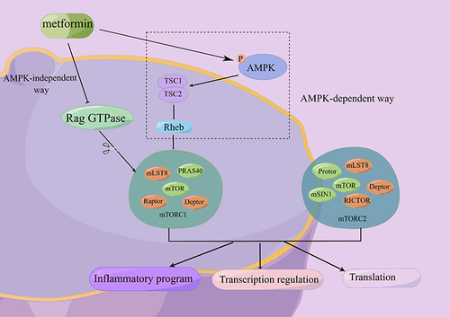 Figure 1 Metformin inhibits mTOR both with and without activating AMPK. There are two ways that metformin could inhibit mTORC1 downstream: (1) After AMPK activity is activated, the TSC1/TSC2 complex (which can inhibit the activity of Rheb) is activated, and then the action of mTORC1 activity is inhibited. (2) Metformin inhibited Rag GTPase activity in an AMPK-independent manner, thereby inhibiting mTORC1. mTOR has two complexes, mTORC1 and mTORC2, which have important regulatory effects on inflammation, gene transcription, protein translation, etc.