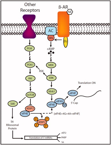 Figure 1. Translational control by ERK and mTOR. Activation of β-ARs during synaptic stimulation promotes translation initiation through ERK and mTOR pathways. mTOR phosphorylates and inhibits 4E-BP2 (4E-binding protein 2), releasing eukaryotic initiation factor 4E (eIF4E) from repression by 4E-BP2. eIF4E assists translation initiation by binding to eIF4G to form the initiation complex, eIF4F. mTOR also activates S6 kinase (S6K), which phosphorylates ribosomal protein S6 to increase synthesis of translation regulatory proteins such as eukaryotic elongation factor 2 (eEF2), poly(A) binding protein (PABP), and S6 itself. ERK may cross-talk with the mTOR pathway via ribosomal S6 kinase (RSK), phosphoinositide-dependent kinase-1 (PDK1), and protein kinase-B (Akt). Diagram is simplified and adapted from O’Dell et al. (2015).