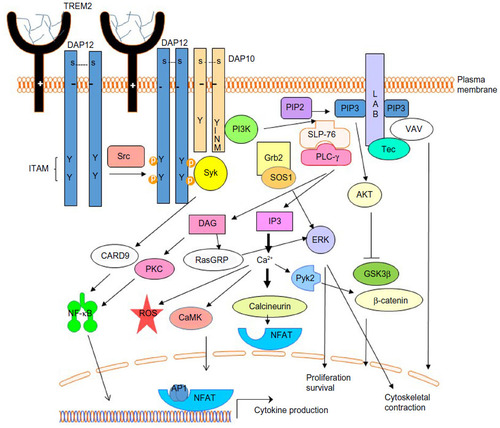 Figure 1 Multimeric or high-affinity ligand-induced TREM2 signaling promotes myeloid cell activation.