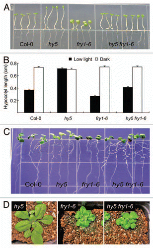 Figure 1 The genetic interaction between HY5 and FRY1 in regulating hypocotyl elongation and lateral root formation. (A) Seedlings of Col-0, hy5, fry1 and hy5 fry1 double mutant grown under dim light. The hy5 (SAL K_096651) and fry1–6 (SAL K_020882, previously incorrectly referred as fry1–4,Citation10) were described in reference Citation10 and Citation21. Seeds were planted directly on half-strength MS medium plates and kept at 4°C for two days before incubating under dim light (10 µmols−1m−2, with a 16 h light period) at 22°C. Pictures were taken four days later. (B) Hypocotyl length of Col-0, hy5, fry1 and hy5 fry1 double mutant grown under dim light or dark at 22–24°C for three days. Data represent means and SE (n = 15). (C) Ten day-old seedlings of Col-0, hy5, fry1 and hy5 fry1 double mutant grown on a half-strength MS medium under continuous light at 22–24°C. (D) Morphology of three-week-old seedlings of hy5, fry1 and hy5 fry1 double mutant grown in soil at 22°C with a 16 h light period.