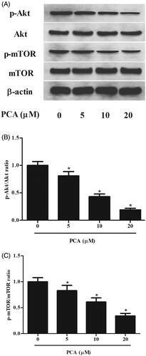 Figure 6. PCA blocked the activation of Ak/mTOR pathway in RA-FLSs. (A) The expressions of p-Akt, Akt, p-mTOR and mTOR in RA-FLSs were detected using western blot after incubation with 51,020 μM of PCA for 48 h. (B, C) Quantification analysis of p-Akt/Akt and p-mTOR/mTOR. n = 3. *p < .05.