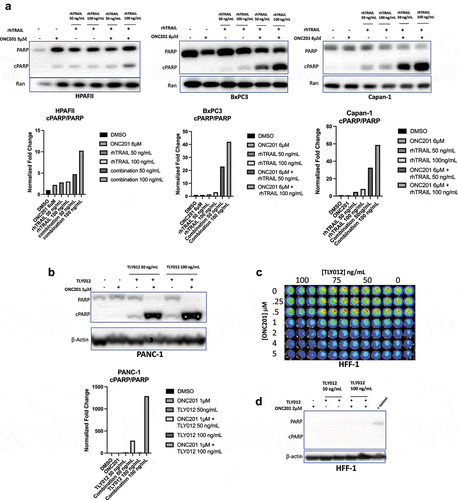 Figure 5. Combination of ONC201 and TRAIL induces selective, synergistic apoptosis across multiple PDAC tumor cell line in vitro with minimal toxicity to non-transformed cells. A) PARP cleavage western blots of HPAFII, BxPC3, and Capan-1 cells after 72 hours treatment with ONC201 (3 μM, 12 μM, or 6 μM, respectively) and 4 hours treatment with either 50 or 100 ng/mL rhTRAIL. B) PARP cleavage western blot of PANC-1 cells treated with 1 μM ONC201 for 72 hours. TLY012 subsequently added for 4 hours. C) CellTiter Glo assay assessing cell viability of non-transformed HFF-1 cells treated with ONC201 for 72 hours and subsequent addition of TLY012 for 4 hours. D) PARP cleavage western blot of HFF-1 cells treated with 2 μM ONC201 for 72 hours and of TLY012 for 4 hours