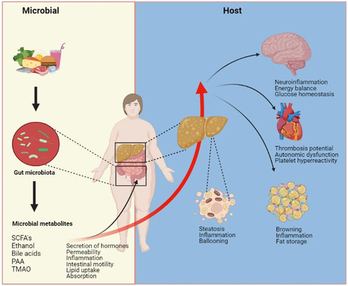 Figure 1. Metabolites produced by the microbiota produced via the diet-gut microbiota axis can have both local and peripheral effects in the host. The gut microbiota generates a variety of metabolites that can act either in the intestine or be absorbed into the host’s bloodstream and influence other organs. These metabolites can modulate the secretion of gastrointestinal hormones, which in turn can have peripheral effects. The liver is directly exposed to microbially produced metabolites through the portal vein and can metabolize some of them, resulting in the production of a distinct set of metabolites. The circulating metabolites can impact various organs in the body, causing changes in the host’s metabolism.