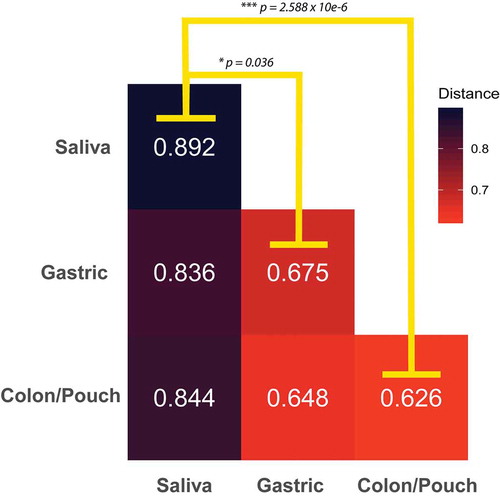 Figure 4. The average Bray-Curtis dissimilarity of Fusobacterium communities between body sites. The median distance between body sites from different individuals is calculated using matched saliva, gastric aspirate, and colon/pouch aspirate samples. For example, the upper-left box is the average dissimilarity of a saliva sample to other saliva samples. The oral Fusobacterium communities are significantly more dissimilar from each other than from the gastric (Mann-Whitney U-Test, p = 0.036) or colon/pouch (Whitney U-Test p = 2.588 10−6) communities, indicating that there is significantly more variation between oral samples than the GI samples