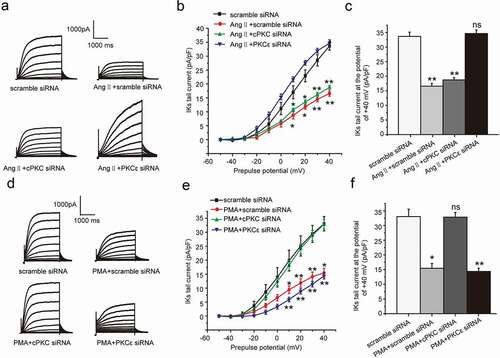 Figure 4. PKCε and cPKC involved in the chronic inhibition of Ang II and PMA on IKs current in HEK 293B cell. (a) The representative IKs current by Ang II treatment under the condition of different PKC isoform knocked-down. (b) The current–voltage relationship for the tail currents by Ang II treatment under the condition of different PKC isoform knocked-down. (c) The summary data for the tail currents by Ang II treatment under the condition of different PKC isoform knocked-down at +40 mV prepulse. (d) The representative IKs current by PMA treatment under the condition of different PKC isoform knocked-down. (e) The current–voltage relationship for the tail currents by PMA treatment under the condition of different PKC isoform knocked-down. (f) The summary data for the tail currents by PMA treatment under the condition of different PKC isoform knocked-down at +40 mV prepulse. (**P < 0.01, compared with the scramble siRNA group; *P < 0.05, compared with the scramble siRNA group)
