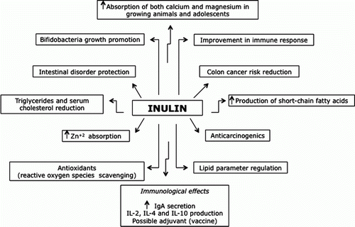 Figure 1.  Schematic overview of the biological effect of inulin in humans.