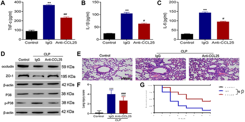 Figure 9 Anti-CCL25 reduced the levels of inflammatory cytokines and improved the survival of sepsis mice. Totally 36 mice were divided into control group, CLP model control group (IgG), CLP model group (Anti-CCL25), with 12 in each group. (A) ELISA detect to the expression of TNF-α. **P<0.01 compared with control group; ##P<0.01 compared with IgG group. (B) ELISA to detect the expression of IL-1β. **P<0.01 compared with control group; #P<0.05 compared with IgG group. (C) ELISA to detect the expression of IL-6. **P<0.01 compared with control group; #P<0.05 compared with IgG group. (D) Western blotting to detect the protein expression of P38, p-P38, occludin and ZO-1. (E) HE staining of lung injury, magnification: x200. (F) Pathological score of lung injury. ***P<0.001, compared with control group; ###P<0.001, compared with IgG group. (G) Survival rate. P<0.05 indicated significant difference. The experiments were repeated three times.