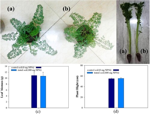 Figure 5. Shows the growth of red carrot in (a) pristine soils as a control sample and (b) soil amended with 400 mg/kg of a mixture of nano polystyrene (NPSt), (c) leaf biomass (gm) and (d) plant height of red-carrot (cm) of the control soil sample and treated sample of (NPSt) 400 mg/kg.