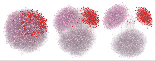 Figure 3. Dynamics with a progressive clusterization (from left to right) inside a small-world directed network with initial proportion of obese individuals in red (14,5%), overweight in pink (31.9%) and normal in white (53,6%), 0.25 tolerance and connection probability of the Version 1.