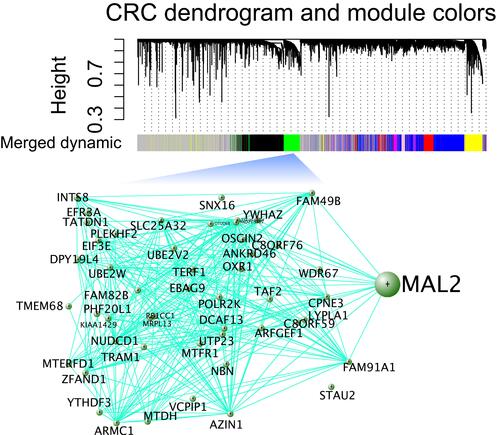 Figure 1 Construction of the regulatory network in CRC by using WGCNA. A hierarchical cluster analysis dendrogram was used to detect coexpression clusters from the dataset with 383 CRCs along with corresponding color assignments. Genes that were not coexpressed were assigned to the gray group. Each vertical line corresponds to a gene. In addition, a module was selected for visualization of the subnetwork connections among the most connected genes, including MAL2.