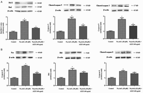 Figure 2 Respective Western blot analysis of the intrinsic transcription proteins (A) viz. Bad, Bcl-2, cleaved caspase-9, cleaved caspase-3, and the extrinsic transcription proteins (B) viz. Fas, Bid, and cleaved caspase-8 in absence (NaAsO2) and presence of AEEF followed by densitometric analysis of the respective protein levels and the normal control band was given an arbitrary value of 1. beta-Actin was used as a loading protein. Values are expressed as mean ± SE (n=3). $Values differ significantly (P < 0.05) from normal control. #Values differ significantly (P < 0.01) from normal control.*Values differ significantly (P < 0.05) from toxic control. **Values differ significantly (P < 0.01) from toxic control.