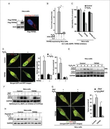 Figure 2. Oxidative stress triggers Ca2+ influx via TRPM2 to inhibit autophagy in HeLa cells. (A) Western blot and immunofluorescence image showing the expression of Flag-TRPM2 in HeLa cells that stably express Flag-TRPM2. Scale bar: 5 μm. (B) In TRPM2-expressing HeLa cells, the intracellular Ca2+ increases induced by H2O2 (75 μM) were blocked by CLT (10 μM) or 8-Br-ADPR (200 μM). Quantification of intracellular Ca2+ peak values are expressed as mean ± SD, n = 4 (60–80 cells for each independent experiment). *, P < 0.05. (C) H2O2 (200 μM) markedly decreased cell viability in TRPM2-expressing but not control HeLa cells, and this effect was reversed by pretreatment with CLT (10 μM), as determined by MTT assay. (D) H2O2 (75 μM) induced both yellow and red-only LC3 puncta in control, but not TRPM2-expressing, tandem fluorescence-tagged LC3 HeLa cells. (E) H2O2 (75 μM) induced LC3-II levels in control HeLa cells, but decreased LC3-II in TRPM2-expressing HeLa cells. (F) and (G) In the presence and absence of H2O2 (75 μM), bafilomycin A1 (BAF) (10 nM) markedly increased LC3-II levels (F) and yellow RFP-GFP-LC3-II puncta (G) in control HeLa cells, whereas H2O2 (75 μM) markedly decreased BAF-induced LC3-II levels (F) and yellow RFP-GFP-LC3-II puncta (G) in TRPM2-expressing HeLa cells. Quantification of yellow or red-only puncta/cell in (D) and (G) is expressed as mean ± SE, n = 3 (total of 40–50 cells), *, P < 0.05. Scale bar: 5 μm. (H) Pepstatin (10 μM) markedly increased LC3-II levels in control HeLa cells, whereas H2O2 (75 μM) markedly decreased pepstatin-induced LC3-II levels in TRPM2-expressing HeLa cells.