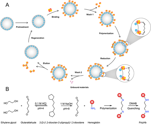 Figure 1 Schematic diagram of PolyHb preparation via solid-phase adsorption (A). Chemical process of PolyHb preparation (B).