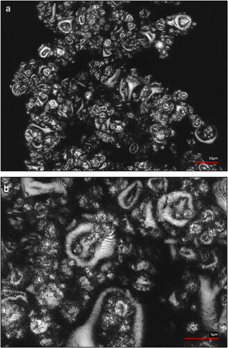 Figure 6. CLSM micrographs of spray-dried Kocuria rhizophila using SMP and MSG as protectants. (a) scale bar 10 µm. (b) scale bar 5 µm. SMP Skimmed milk powder. MSG Monosodium L-glutamate.