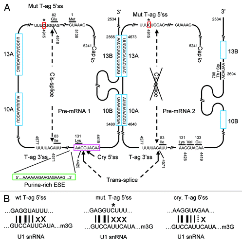 Figure 6. Illustration of sT-ag mRNA synthesis by combining two T-ag pre-mRNA molecules via RNA trans-splicing. (A) The super T antigen mRNA is generated by combining the cryptic 5′ss (highlighted in magenta) of the first pre-mRNA molecule to the T-ag 3′ss of the second pre-mRNA molecule via RNA trans-splicing. Whereas the involvement of the T-ag 3′ss in trans-splicing abrogates cis-splicing of the second pre-mRNA, the first pre-mRNA is additionally spliced in cis using the T-ag 5′- and 3′ss. Besides the presence of a strong cryptic 5′ss, which is in 6 nts complementary to the U1 snRNA, trans-splicing is supported by several helper functions: First, two pairs of potential RNA dimerization domains (highlighted in cyan) of 10 (10A + 10B) and 13 (13A + 13B) complementary nucleotides in length which can generate steric proximity between the trans-splice sites; second, a putative purine-rich exonic splice enhancer sequence (highlighted in green) directly upstream of the cryptic 5′ss. In the strongly sT-ag expressing clones, trans-splicing is further supported by a A to C point mutation (highlighted in red) within the T-ag 5′ss, which weakens this ss by reducing the complementarity to the U1 snRNA from 5 to 4 nt in favor of the use of the cryptic 5′ss. (B) Complementarity between the wild-type T-ag 5′ss, the mutated T-ag 5′ss, and the cryptic 5′ss. Thin lines, A = U bp; thick lines, G ≡ C bp; dashed lines, GסU wobble bp; X, mismatch.