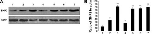 Figure 1 SHP2 overexpression in human ovarian cancer cell lines.