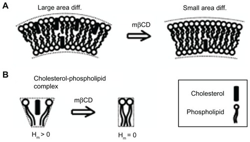 Figure 6 Schematic diagram for the possible effects of methyl-β-cyclodextrin on the curvature of cholesterol-enriched nanodomains. A larger cholesterol content in the outer than in the inner membrane leaflet would increase the local curvature of a membrane region (A). Note that cholesterol depletion from the outer membrane leaflet is predicted to reduce the area difference between the two membrane leaflets. Due to cholesterol short sterol backbone, a cholesterol-phospholipid complex might have a positive spontaneous curvature, which is reduced upon methyl-β-cyclodextrin treatment (B).Abbreviations: Hm, spontaneous mean curvature of the nanodomain; mβCD, methyl-β-cyclodextrin.