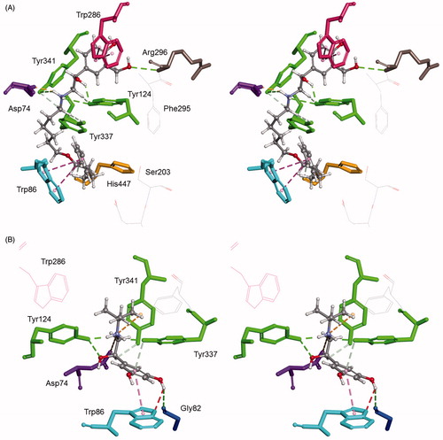 Figure 3. Computational molecular modelling of β2-agonists and human AChE (PDB ID 1B41). Stereo view of salmeterol (A) and terbutalin (B) in the active site of AChE. Ligands create H-bonds with residues (green-dashed lines). Hydrophobic π–π interactions with aromatic residues are represented as cyan-dashed lines and π–cation interactions are represented as orange-dashed lines. The hydrogen atoms of the residues have been omitted for better visibility.