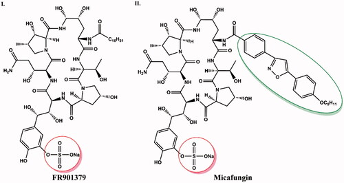 Figure 8. Structure comparison of FR901379 (I) and micafungin (II). The side chain of the isoxazole ring that distinguishes micafungin from FR901379 is shown in green circle. The sulphate group responsible for increasing water solubility of both compounds is highlighted in red.