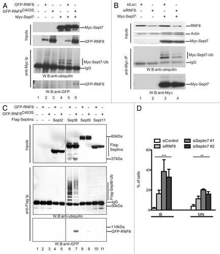 Figure 4. RNF8 controls septin SEPT7 ubiquitylation. (A) 293 cells were co-transfected with GFP-RNF8 or GFP-RNF8C403S and Myc-SEPT7, as indicated. Cells were lysed 48 h later and immunoprecipitated with anti-Myc (anti-Myc IP). Samples were analyzed by blotting with anti-Ub or anti-GFP. (B) 293 cells were siRNA treated and 48h later were transfected with a plasmid encoding Myc-SEPT7 and grown for a further 48 h. Immunoprecipitates were prepared as in (A) then blotted with indicated antibodies (C). As (A) but instead of Myc-SEPT7, cells were co-transfected with empty plasmid or FLAG-tagged SEPT2, 4, 8 or 11. (D) Quantification of cellular anomalies in RNF8 depleted cells or in cells treated with two independent siRNAs targeting SEPT7. All experiments were independently repeated multiple times; unpaired t-test (**, p < 0.01; ***, p < 0.001).