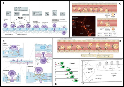 Figure 3. A sample of the images of reviews and original research publications of the ‘leukocyte cascade’: (a) and (b) from Ley et al. (Citation2007), in Nature Reviews Immunology; (c) and (d) from Kolaczkowska and Kubes (Citation2013), also in Nature Reviews Immunology; Snudd et al. (Citation2012) in Nature; and (f) from Karino and Goldsmith (Citation1987) in Haemostasis and thrombosis. Parts (a)–(d) are classic immunology-type schematics which divide the stages of the leukocyte recruitment process into steps which attribute causality to particular molecular (receptor–ligand) interactions. Image-part (c) also includes a replete pictorial component which is a photograph of leukocytes and blood vessels visualised under experimental conditions using intravital microscopy. Parts (d) and (e) purport to represent the same object – the slings which leukocytes form to break themselves against the forceful flow of blood: but these images evoke this process in quite different ways, attributing a very different sense and feel for leukocyte cell shape and behaviour. Part (f) is an image-type more consistent with experimental simulation of rheology, showing the forces which cause leukocytes to marginate (accumulate at the periphery of blood vessels) and to crash and roll together.