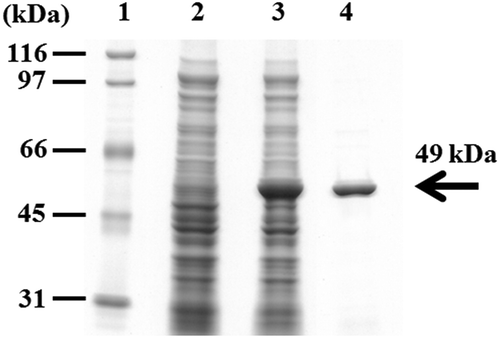 Figure 4. SDS-PAGE of crude extracts from recombinant Escherichia coli JM109 expressing the estBT gene and the purified rEstBT.Lane 1, size marker; lane 2, the crude extracts from recombinant E. coli JM109 harboring pQE-70; lane 3, the crude extracts from recombinant E. coli JM109 harboring pBTEST38; lane 4, the rEstBT purified from the recombinant E. coli JM109 harboring pBTEST38.