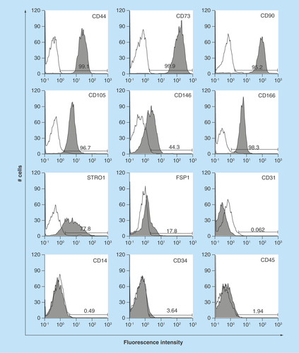 Figure 3.  Expression of characteristic human oral mucosa middle interstitial tissue fibroblasts markers by flow cytometry.Antibodies for flow cytometric analysis are listed in Table 1. White histogram: isotype control; gray histogram: marker expression indicated at the upper right of each panel. Cell counts (number of cells) and fluorescence intensity are indicated on the ordinate and abscissa, respectively. Numbers in panels indicate the positive rate.