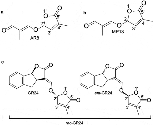 Figure 2. (a) Structure of AR8, a previously described SL analogCitation22 containing a methyl group at the C-3ʹ atom of the D-ring. (b) Structure of the SL analog MP13 that differs from AR8 by the absence of C-3ʹ methylationCitation23 (c) Structure of the common SL analog rac-GR24 consisting of two enantiomers (as shown).