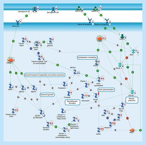 Figure 5.  Cytoskeleton and axonal transport.Cytoskeleton consists of three distinct, yet interconnected filament systems: microfilaments (actin filaments), intermediate filaments and microtubules. Microfilaments are the thinnest filaments of the cytoskeleton and are composed of linear polymers of actin subunits. They act as tracks for the movement of myosin molecules and are controlled by the Rho family of small GTP-binding proteins such as Rho, Rac and Cdc42. The activation of RhoA downstream effector Rho-associated kinase ROCK phosphorylates and inactivates the actin-associated protein cofilin, leading to reorganization of the actin cytoskeleton. Intermediate filaments (vimentin, desmusin, gfap, peripherin, NEFL, NEFM, NEFH) organize the internal tridimensional structure of the cell, anchoring organelles and serving as structural components of the nuclear lamina and sarcomeres. Intermediate filament binding protein Plectin 1 interacts with the Actin cytoskeleton to promote the formation of actin-rich structures that are important for cell motility. Neurofilaments are important protein cargoes for actin-associated motors, such as myosin, and microtubule-associated motor, such as kinesin in a complex with Dynactin. Microtubules are polymers of alpha and beta tubulin and, in association to other proteins such as Dynein and Dynactin, are important for axonal transport. Semaphorins act as axonal guidance factors. Semaphorin 3A binds to Plexin A2 and induces repulsive responses. Ephrins and their receptor protein-tyrosine kinases activate several factors (e.g., VAV-2) and regulate a variety of biological processes including the guidance of axon growth. Thermometers represent expression ratio in motor neuron among following conditions: (SALS1/control) and (SALS2/control). Upward thermometrs have red color and indicate expression ratios less than 1 while downward thermometers have blue color and indicate expression ratio less than 1. Pathway objects and links are described separately in the Supplementary Figure 1.