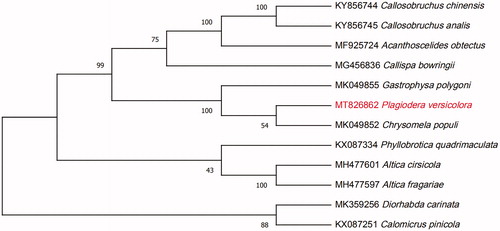 Figure 1. The neighbor-joining (NJ) phylogenetic tree based on 12 mitochondrial genome. Values along branches correspond to ML bootstrap percentages.