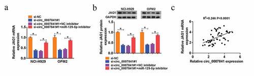 Figure 8. Circ_0007841 positively regulated JAG1 by absorbing miR-129-5p. (a-b) QRT-PCR assay and western blot analysis for the mRNA and protein levels of JAG1 in NCI-H929 and OPM2 cells transfected with si-NC, si-circ_0007841#1, si-circ_0007841#1+ NC inhibitor, si-circ_0007841#1+ miR-129-5p inhibitor. (c) Spearman’s correlation analysis for the expression levels of JAG1 mRNA and circ_0007841 in bone marrow aspirates from MM patients. *P < 0.05