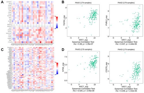 Figure 5 The correlation between KRT7 expression with immunomodulators. (A-B) The correlation between KRT7 expression with immunoinhibitors and the top 2 immunoinhibitors showing the greatest correlation with KRT7 in PAAD. (C-D) The correlation between KRT7 expression with immunostimulators and the top 2 immunostimulators showing the greatest correlation with KRT7 in PAAD.