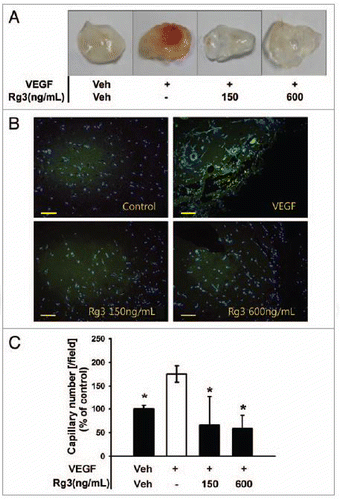 Figure 9.Ginsenoside Rg3 inhibits VEGF-induced angiogenesis in vivo. (A) Experimental protocols of VEGF dependent matrigel plug assay to examine the effect of Ginsenoside Rg3 on neovessel formation. (B) Representative photomicrographs of CD31 stained matrigel sections of mice treated with the vehicle, VEGF (100 ng/mL in matrigel) and various doses of Ginsenoside Rg3 (150 ng/mL and 600 ng/mL) with VEGF (100 ng/mL). Bar, 500 μm. (C) The number of capillaries was counted using the image J program. The fields were chosen randomly from various section levels to ensure the objectivity of sampling. The graph represents the number of CD31 positive capillaries (*p < 0.05). Percent inhibition was expressed using untreated groups as 100% (n = 5).