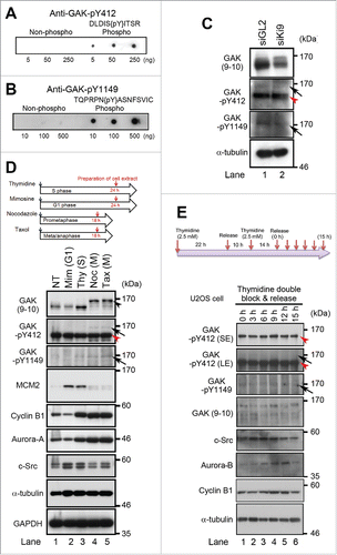 Figure 2. Phosphorylation of GAK by c-Src occurs during M phase of the cell cycle in vivo. (A, B) Peptide dot blot analysis of the anti-GAK-pY412 (A) and anti-GAK-pY1149 (B) polyclonal antibodies generated using the KLH-conjugated phosphopeptides, namely, DLDISpYITSR for the anti-GAK-pY412 antibody and TQPRPNpYASNFSVI for the anti-GAK-pY1149 antibody. These antibodies recognized the phosphopeptides at the indicated concentrations more strongly than the non-phosphorylated peptide. (C) Treatment of HeLa S3 cells with Ki9 siRNA downregulated the protein levels of GAK, GAK-pY412 (arrow), and GAK-pY1149 (arrow), as detected by anti-GAK (9–10), anti-GAK-pY412, and anti-GAK-pY1149 antibodies, respectively. GL2 was the negative control siRNA. (D) The anti-GAK-pY412 antibody recognized the shifted band of GAK during M phase (arrows), which was detected after cell cycle synchronization of HeLa S cells using nocodazole (Noc; meta/anaphase) or taxol (Tax; prometaphase), but not by thymidine (Thy; S phase) or mimosine (Mim; G1 phase). NT, non-treated. MCM2 (S phase), cyclin B1 (M phase) and Aurora-A (M phase) proteins were detected to monitor cell cycle synchronization. (E) Phosphorylation of GAK at Y412 by c-Src peaks at 9 h (M phase of the cell cycle) in U2OS cells synchronized by TDBR, which was carried out by addition of 2.5 mM thymidine twice, followed by collection of cell extract at 3, 6, 9, 12, and 15 h after replacement of medium, according to the time schedule shown at the top panel. GAK-pY412 bands detected in the presence of the non-phosphopeptide (top panel) disappeared in the presence of the phosphopeptide (second panel). Aurora-B and cyclin B1 were detected to monitor the successful synchronization of the cell cycle. M phase cells accumulated at around 9 h after TDBR. Red arrowhead denotes a putative band for GAK-Y412 phosphorylated at a single site or non-phosphorylated form of GAK detected by anti-GAK-pY412 antibody (C, D, and E). α-tubulin was detected as a loading control (C, D, and E).