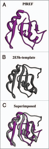 Figure 4 The computer based structure modeling of (A) PfRE F of Plasmodium falciparum based on the (B) 2E5 h-template (C) The superimposed image.