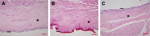 Figure 5 Microscopic images of bovine bladder mucosa.